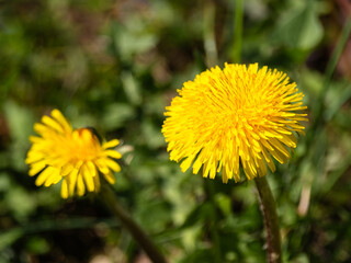 Close-up of two bright yellow dandelion flowers in a green grassy field.
