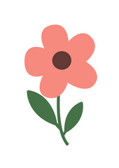 pink carnation flower