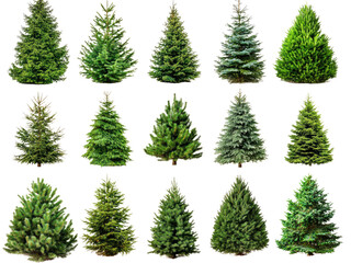 Obraz premium A Collection of Fifteen Different Christmas Tree Varieties: A Guide to Choosing the Perfect Evergreen for the Holidays