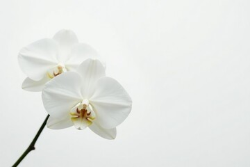 Delicate white orchid blossom on pure white backdrop, botanical, photography