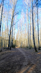 A beautiful, sunny day in a birch forest. A walking path passes through beautiful birch trees. Vertical image.