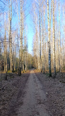 A beautiful, sunny day in a birch grove. A walking path passes through beautiful birch trees. Vertical image.