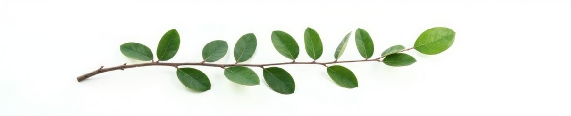 Fototapeta premium Single isolated eucalyptus branch on white background, isolated, plant