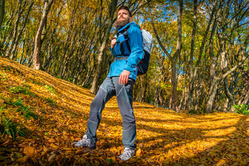 Obraz premium Low-angle view of a bearded male hiker in a blue jacket and backpack walking through an autumn forest blanketed in golden leaves. Sunlight creates long shadows on the ground.