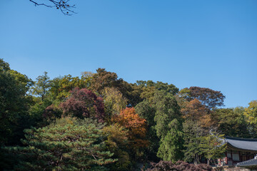 Beautiful autumn foliage in Secret Garden or Huwon of Changdeokgung Palace. It was used as a place of leisure by members of the royal family