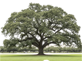 Majestic Live Oak Tree in a Lush Green Park Setting Awe-Inspiring Nature Photography