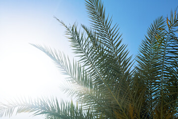 Paradise, summer vacation background.  Tropical palm trees leaves in blue sky background. Sunny day.