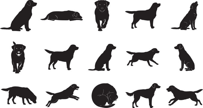 Flat full black vector silhouette set of medium-sized Labrador Retriever dog in 15 different poses, solid black shape, minimal style, side and front views