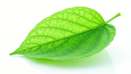Obraz premium Delicate green leaf isolated on white background, green, leaf, verdant