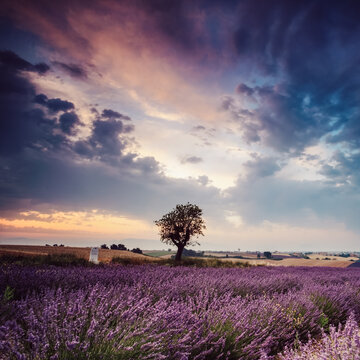 Tree in a lavender field at sunrise, Provence, France