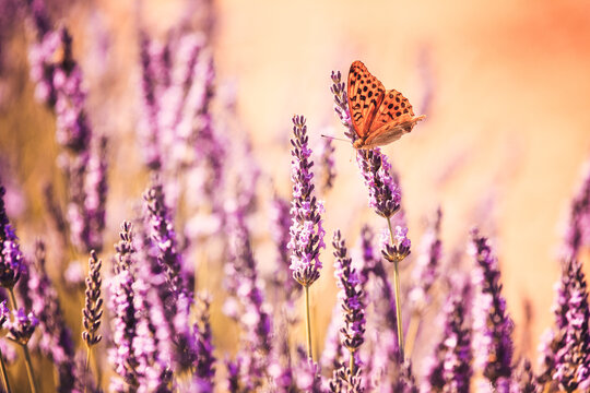 Fototapeta Orange butterfly on lavender flowers, Provence, France
