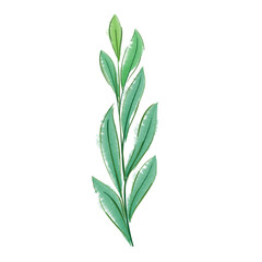 green leaves isolated