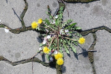 Golden dandelions burst forth vibrant and tenacious from a narrow crack in the weathered pavement