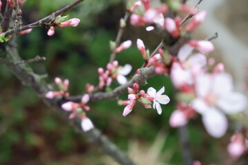 Delicate Pink Blossoms on a Branch in Springtime