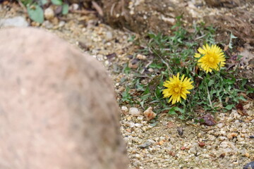 Two Yellow Dandelions Blooming Near a Rock in Gravel