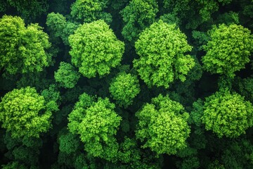 Dense green treetops cover the forest with vibrant foliage during a sunny day in the early afternoon
