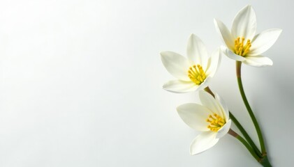 Fototapeta premium Close-up shot of pristine white flowers on stark white backdrop, studio, nature, blossom