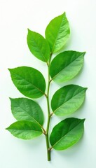 Obraz premium Delicate green leaves unfolding on a pristine white surface, , isolated