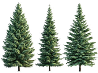 Obraz premium Three Majestic Evergreen Trees Isolated on Black Background: A Trio of Coniferous Giants