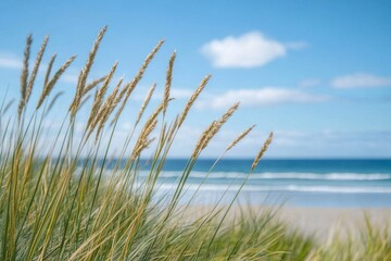 Tall grass sways in the breeze overlooking a sandy beach and the ocean