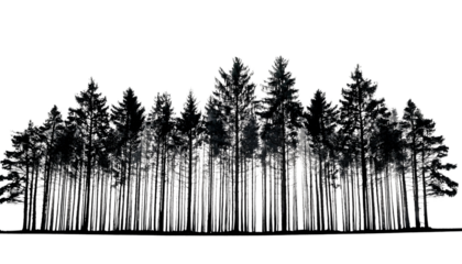 silhouette of trees of pines in a row isolated on a white background.
