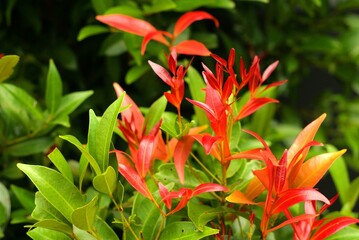 Obraz premium close up of Syzygium oleina plant leaves, beautiful house plant