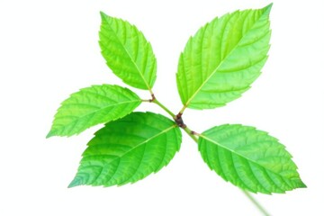 Fototapeta premium A green leafy branch with a few leaves isolated, branch texture, leaf stem