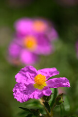 rock rose pink flowers in full bloom at Spring with pollinator insects