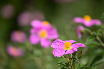 rock rose pink flowers in full bloom at Spring with pollinator insects