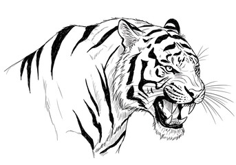 roaring tiger vector illustration