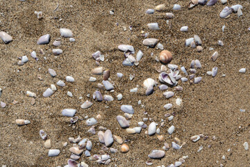 Shells in sand texture background. Seashell on sandy beach nature pattern, ocean dune clams in sunny day