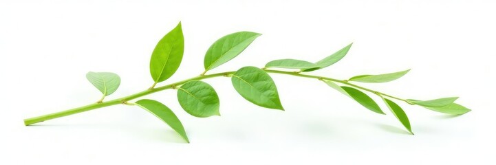 Fototapeta premium Single stem of plant isolated on white background, botanical, nature isolate, greenery