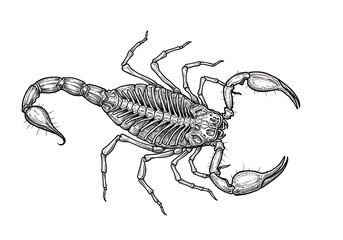 skeletal scorpion vector illustration