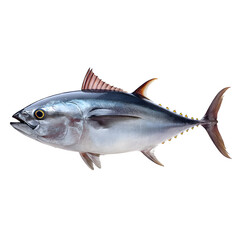 Obraz premium Tuna, little tunny (Euthynnus alletteratus) isolated on white, clipping path --v 7.0