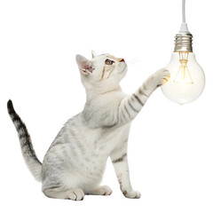 Curious Kitten Playing with a Light Bulb