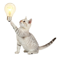 Curious Kitten Playing with a Light Bulb