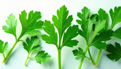 Fresh parsley leaves arranged in a decorative pattern , plant, design element, nature