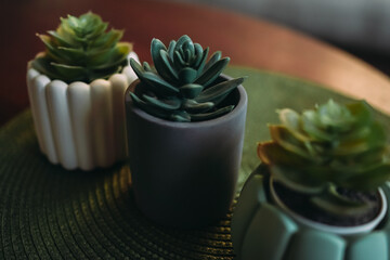 Three flower pots on a wooden table. Flower pots with succulents. Mint, white and grey pots