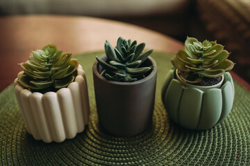 Three flower pots on a wooden table. Flower pots with succulents. Mint, white and grey pots. There is a beige sofa and green cushions in the background