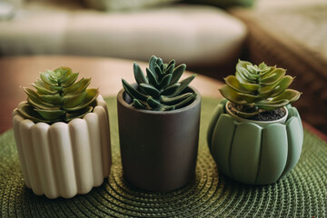 Three flower pots on a wooden table. Flower pots with succulents. Mint, white and grey pots. There is a beige sofa and green cushions in the background