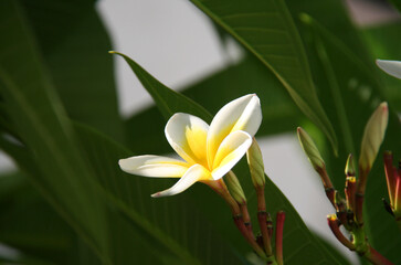 Plumeria blossom with Buds  and Green Leaves in Indianapolis, IN, USA