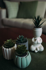 Flower pots with succulents on the coffee table. A pot in the form of a man in the lotus position. Pots of unusual shape
