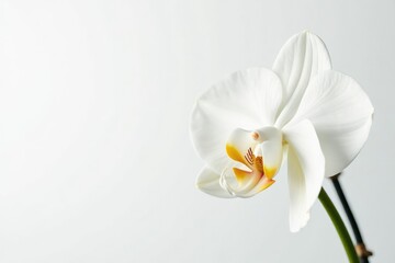 Fototapeta premium Delicate white orchid blossom against pure white backdrop, aesthetic, plant