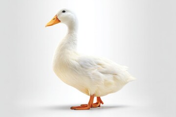 White Duck Standing Profile Photography on Light Background: Domestic Animal, Poultry, Farm, Bird, Clean, Cute, Isolated, Feather, Orange Beak, Waterfowl