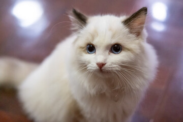 Cute, small Ragdoll cat. 3 months old. Standing on the floor and asking for attention