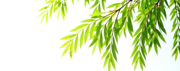 Fototapeta premium Isolated branches of a willow tree on white background, branch, isolated