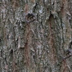 Grey background. The bark of a gray tree is in close-up. Wood texture. Seamless image.