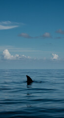 Fin Emerging from the Ocean on a Sunny Day with Clouds
