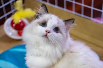 Cute, small Ragdoll cat. 3 months old. Standing on the floor and asking for attention