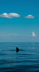 Fototapeta premium Fin Breaking Ocean Surface with Cloudy Blue Sky